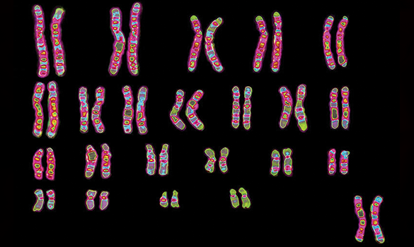 Karyotyping